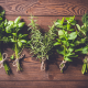 Healing power of herbs